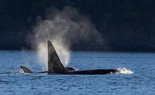 Orcas surfacing Art Print